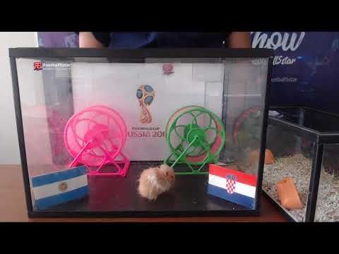 Prediksi Argentina vs Kroasia di Piala Dunia 2018 bersama PO si Hamster