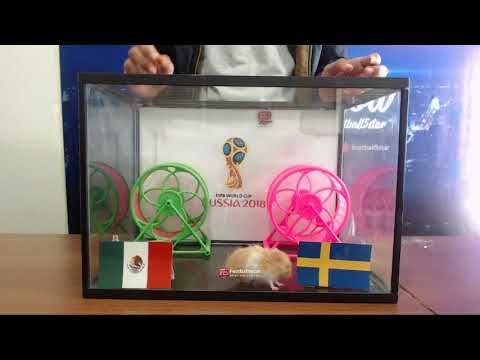 Prediksi Mexico vs Swedia bersama PO  si hamster
