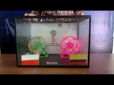 Prediksi Polandia vs Kolombia di Piala Dunia 2018 bersama PO si Hamster